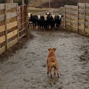 Meet your Posher, Steven